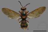 ǦW:Orancistrocerus drewseni nigricapitus