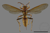 ǦW:Polistes formosanus