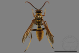 ǦW:Polistes formosanus