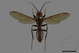 ǦW:Polistes tenebricosus