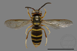 ǦW:Vespula arisana