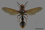 ǦW:Oreumenes decoratus