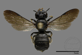 ǦW:Ceratina sp.