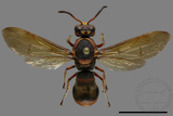 ǦW:Orancistrocerus drewseni nigricapitus