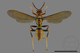 ǦW:Polistes formosanus