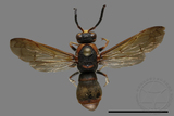 ǦW:Orancistrocerus drewseni nigricapitus