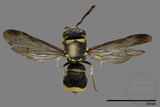 ǦW:Antepipona biguttata