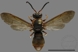 ǦW:Orancistrocerus drewseni nigricapitus