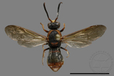 ǦW:Orancistrocerus drewseni nigricapitus