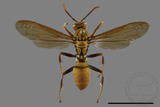 ǦW:Polistes formosanus