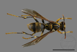 ǦW:Polistes rothneyi