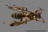 ǦW:Polistes stigma