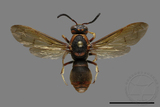 ǦW:Orancistrocerus drewseni nigricapitus