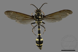 ǦW:Phimenes flavopictus formosanus