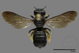 ǦW:Ceratina sp.