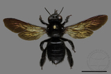 ǦW:Xylocopa tranquebarorum