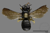 ǦW:Ceratina sp.