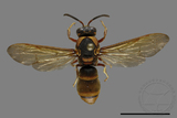 ǦW:Anterhynchium flavomarginatum formosicola