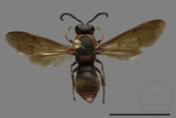 ǦW:Orancistrocerus drewseni nigricapitus