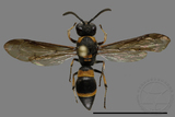 ǦW:Ancistrocerus terayamai