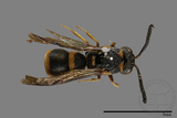 ǦW:Stenodynerus chinensis