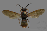 ǦW:Orancistrocerus drewseni nigricapitus