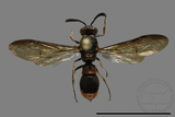 ǦW:Symmorphus hoozanensis