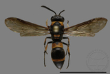 ǦW:Ancistrocerus terayamai