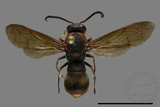 ǦW:Orancistrocerus drewseni nigricapitus