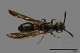 ǦW:Symmorphus ornatus