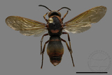 ǦW:Orancistrocerus drewseni nigricapitus