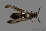 ǦW:Symmorphus hoozanensis