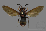 ǦW:Orancistrocerus drewseni nigricapitus