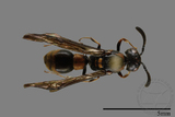 ǦW:Symmorphus ornatus