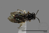ǦW:Tenthredinidae sp.