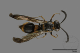 ǦW:Symmorphus hoozanensis