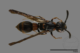 ǦW:Symmorphus ornatus