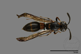 ǦW:Symmorphus ornatus