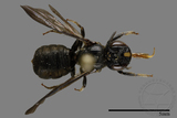 ǦW:Ceratina sp.