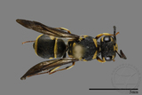 ǦW:Antepipona biguttata