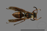 ǦW:Polistes eboshinus