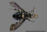 ǦW:Thyreus sp.