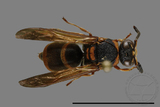 ǦW:Anterhynchium flavomarginatum formosicola