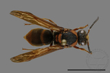 ǦW:Anterhynchium flavomarginatum formosicola