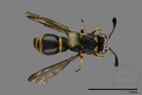 ǦW:Subancistrocerus kankauensis