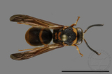 ǦW:Anterhynchium flavomarginatum formosicola