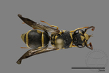 ǦW:Antepipona biguttata