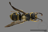 ǦW:Antepipona biguttata