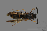 ǦW:Subancistrocerus kankauensis