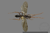 ǦW:Formicidae sp.